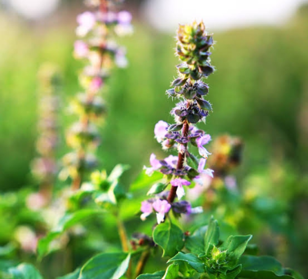 Tulsi, Sacred Plant🪴